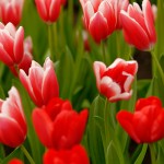 Tulipes du Keukenhof