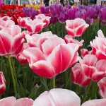 Tulipes du Keukenhof