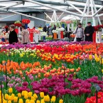 Serre du Keukenhof