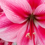 Amaryllis du Keukenhof