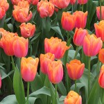 Tulipes d'Amsterdam