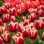 Tulipes au Keukenhof