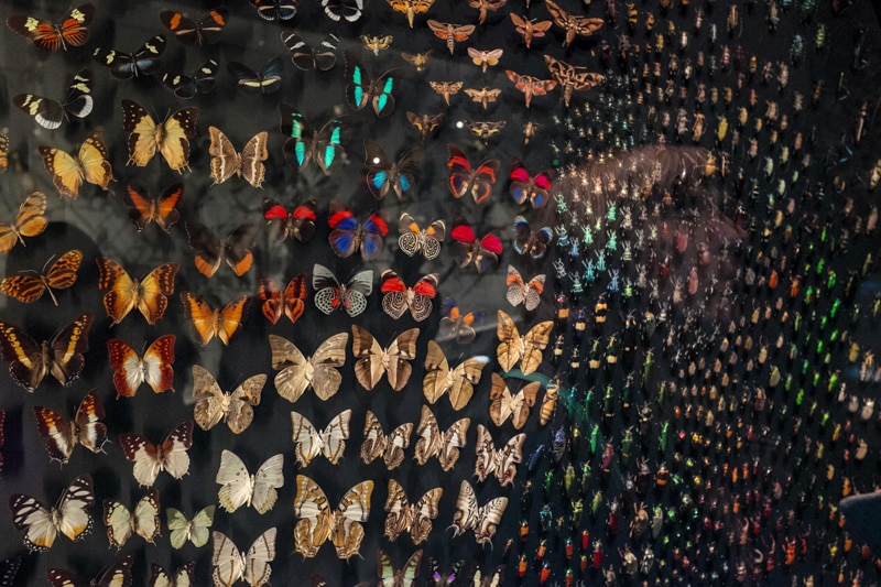 Musée des confluences à Lyon , Espèces, la maille du vivant