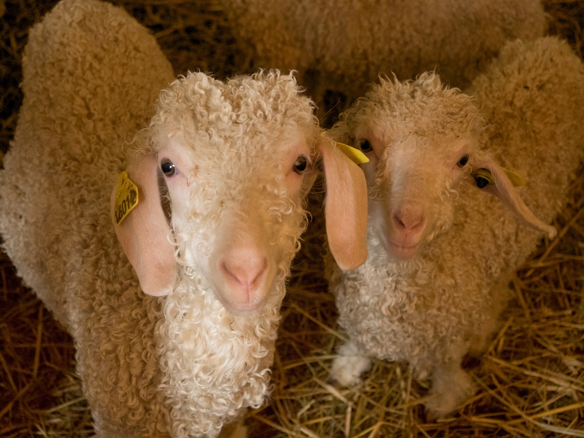 vacances à la ferme en famille : nourrir les animaux