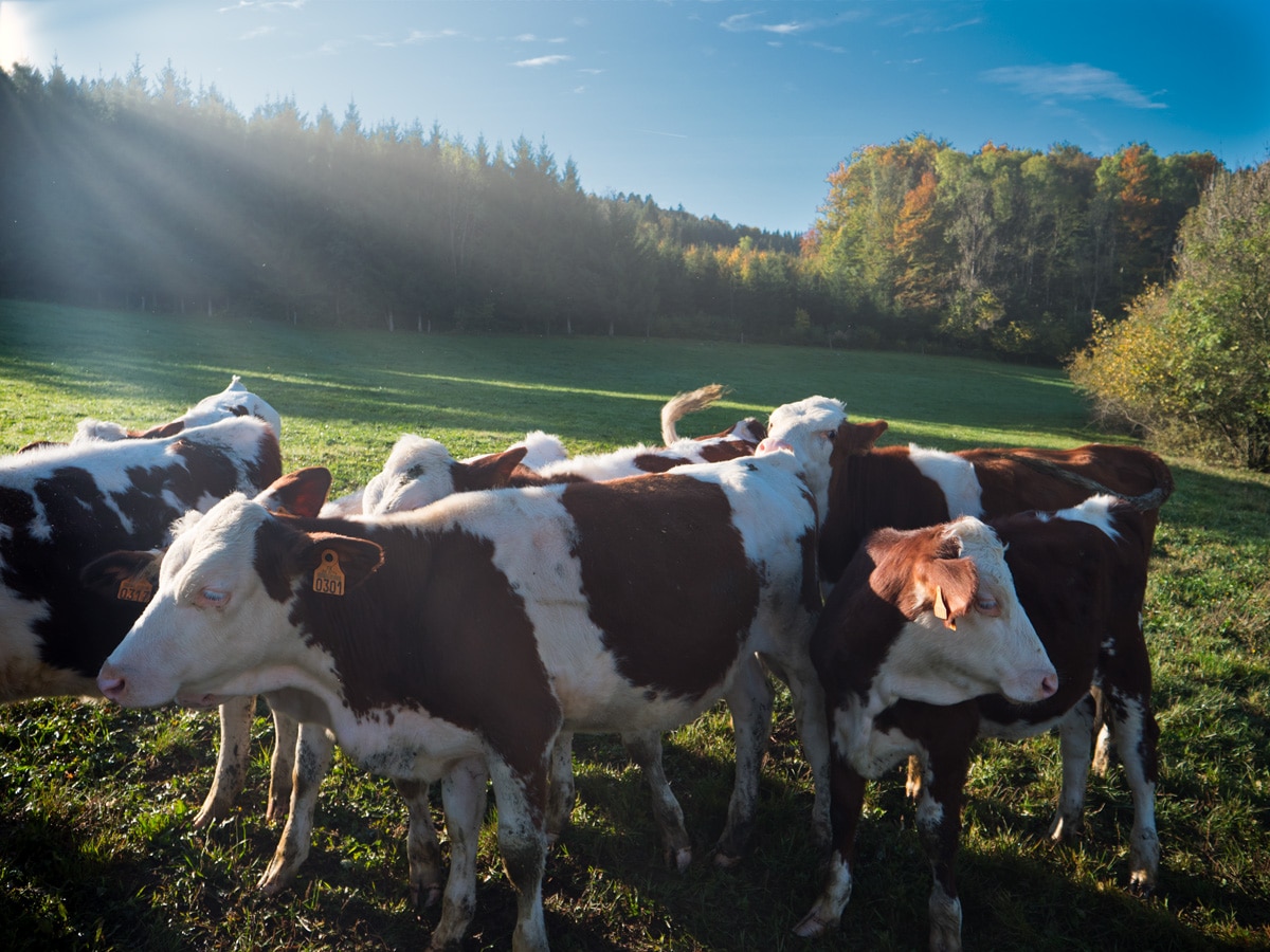 Vacances à la ferme en famille : vaches montbéliardes