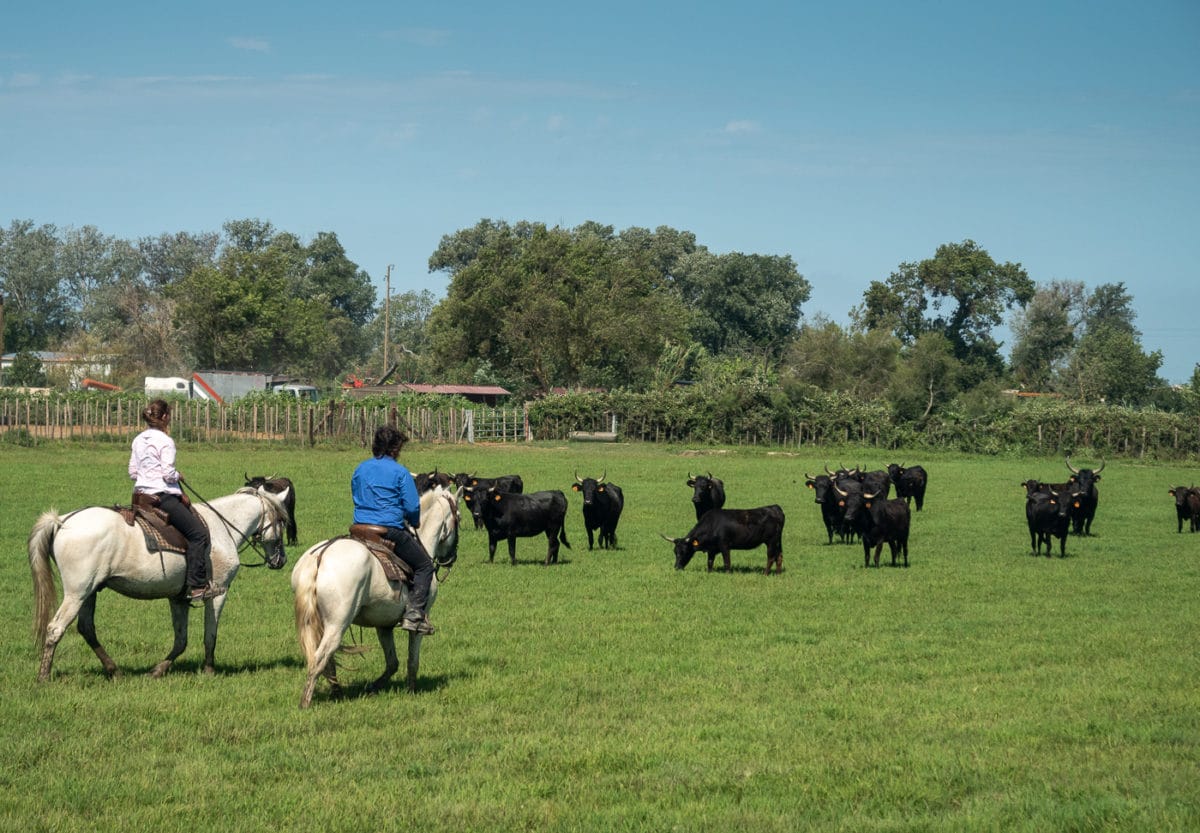 Visite de manade en Camargue