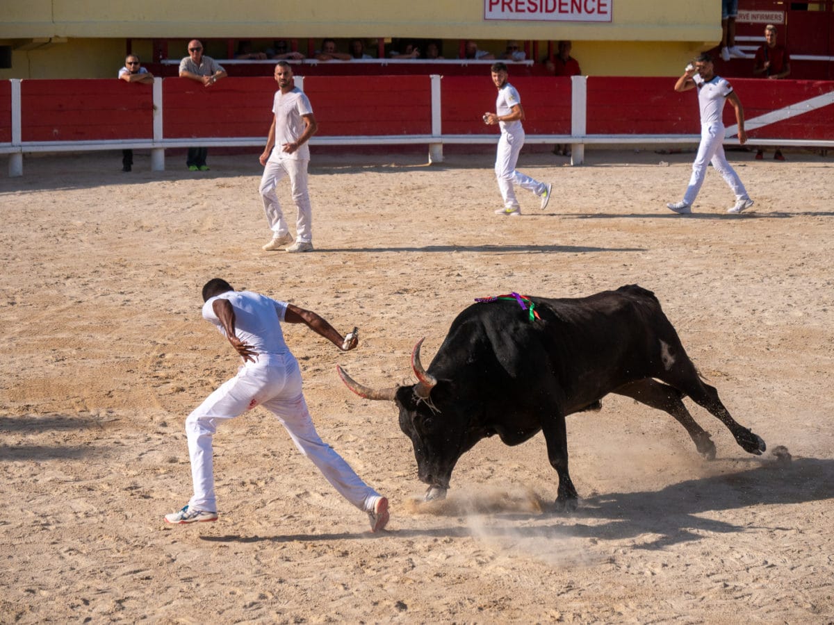 Course camarguaise en Camargue