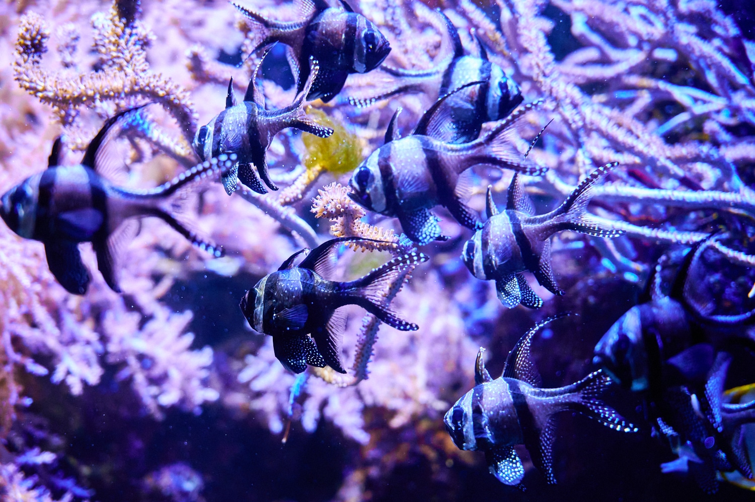 aquarium du Cap d'Agde