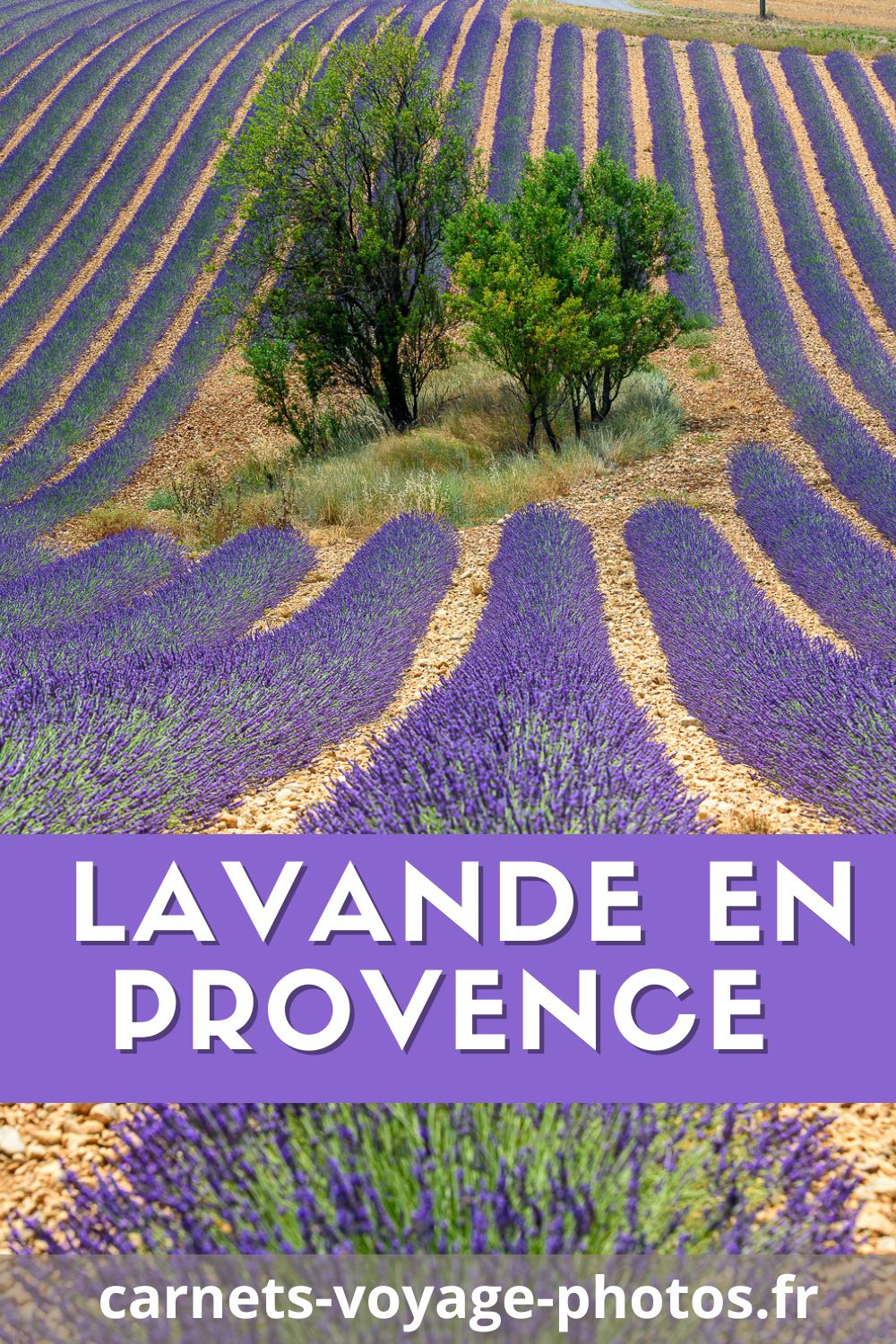 Découvrir les champs de lavande en Provence