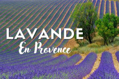 Découvrir la lavande en Provence