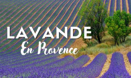 Lavande en Provence : vélo, randonnée et photos