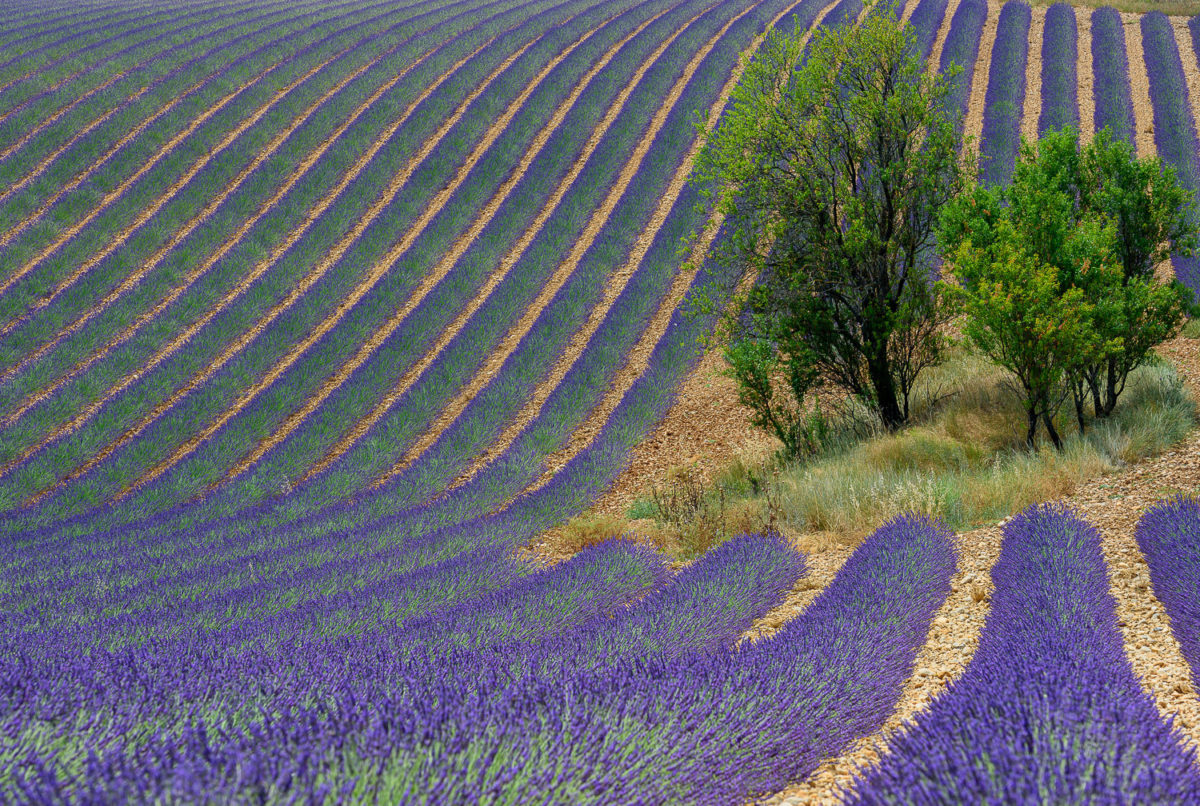 Champs de lavande plateau de Valensole