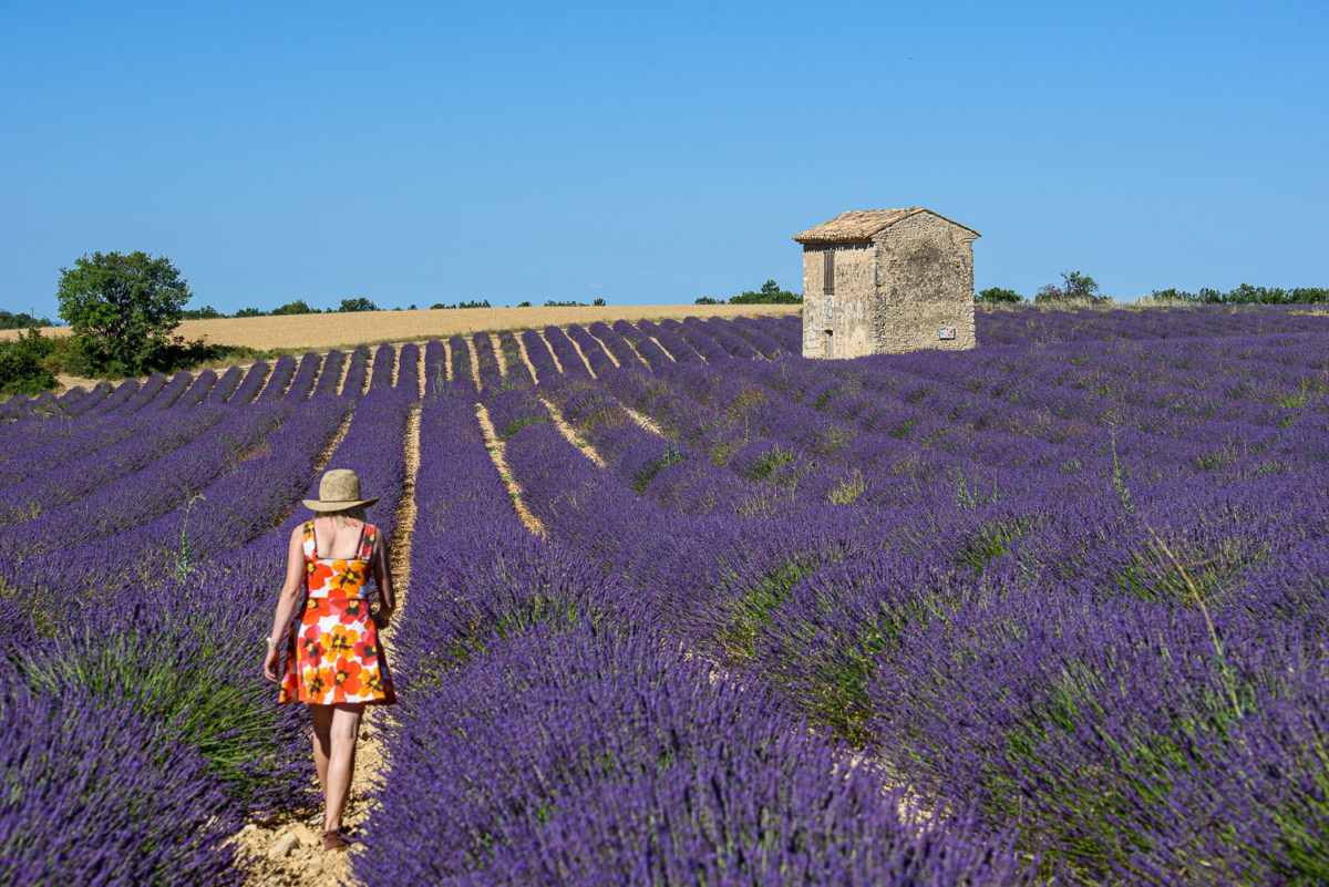 Champs de lavande plateau de Valensole