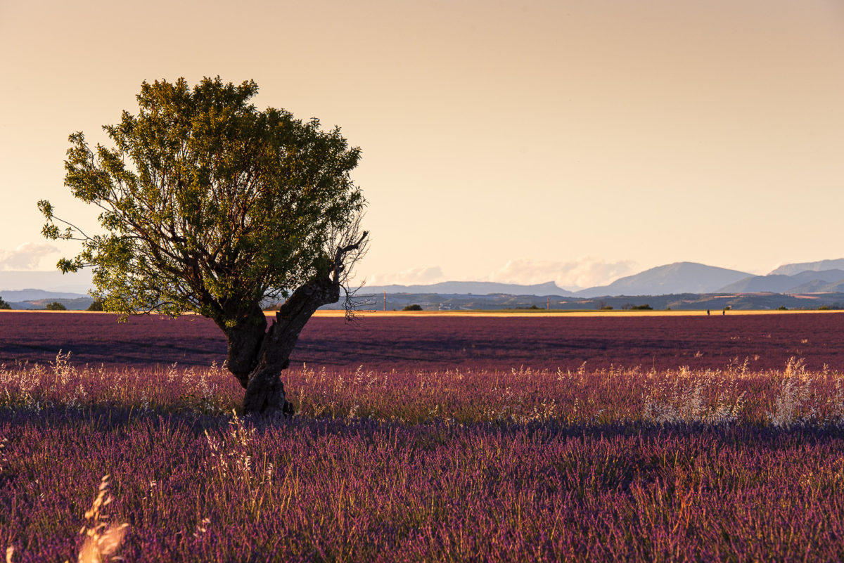 Champs de lavande au coucher du soleil plateau de Valensole