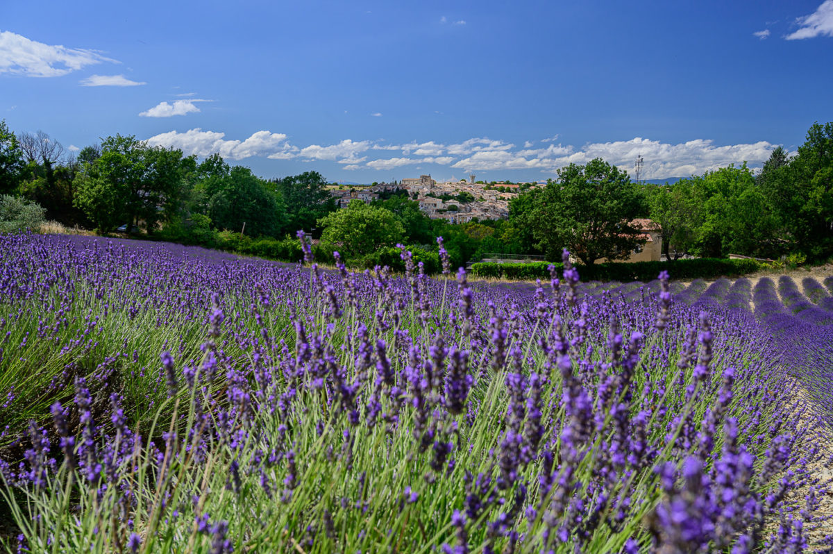 Vue sur le village de Valensole et ses champs de lavande