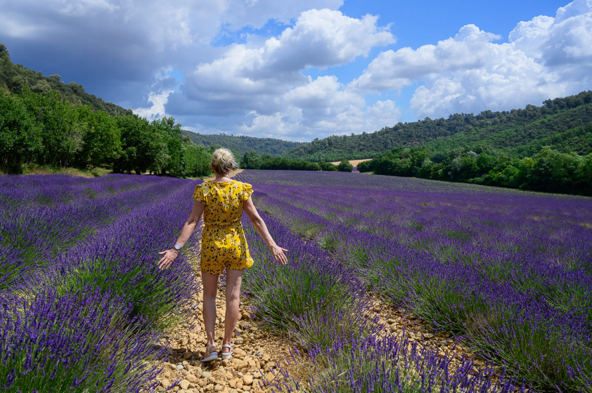 Champs de lavande plateau de Valensole