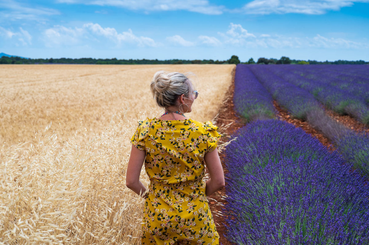 Champs de lavande plateau de Valensole