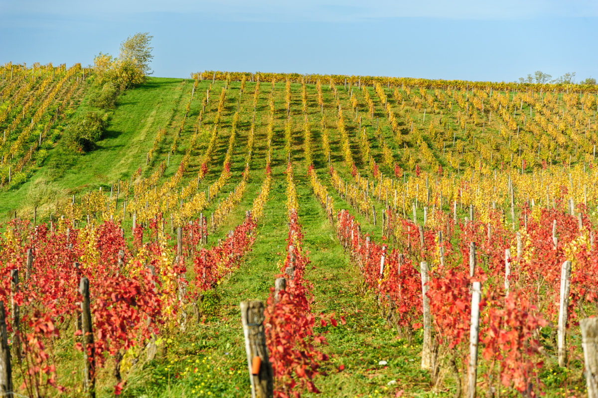 Les vignes d'Arbois en automne