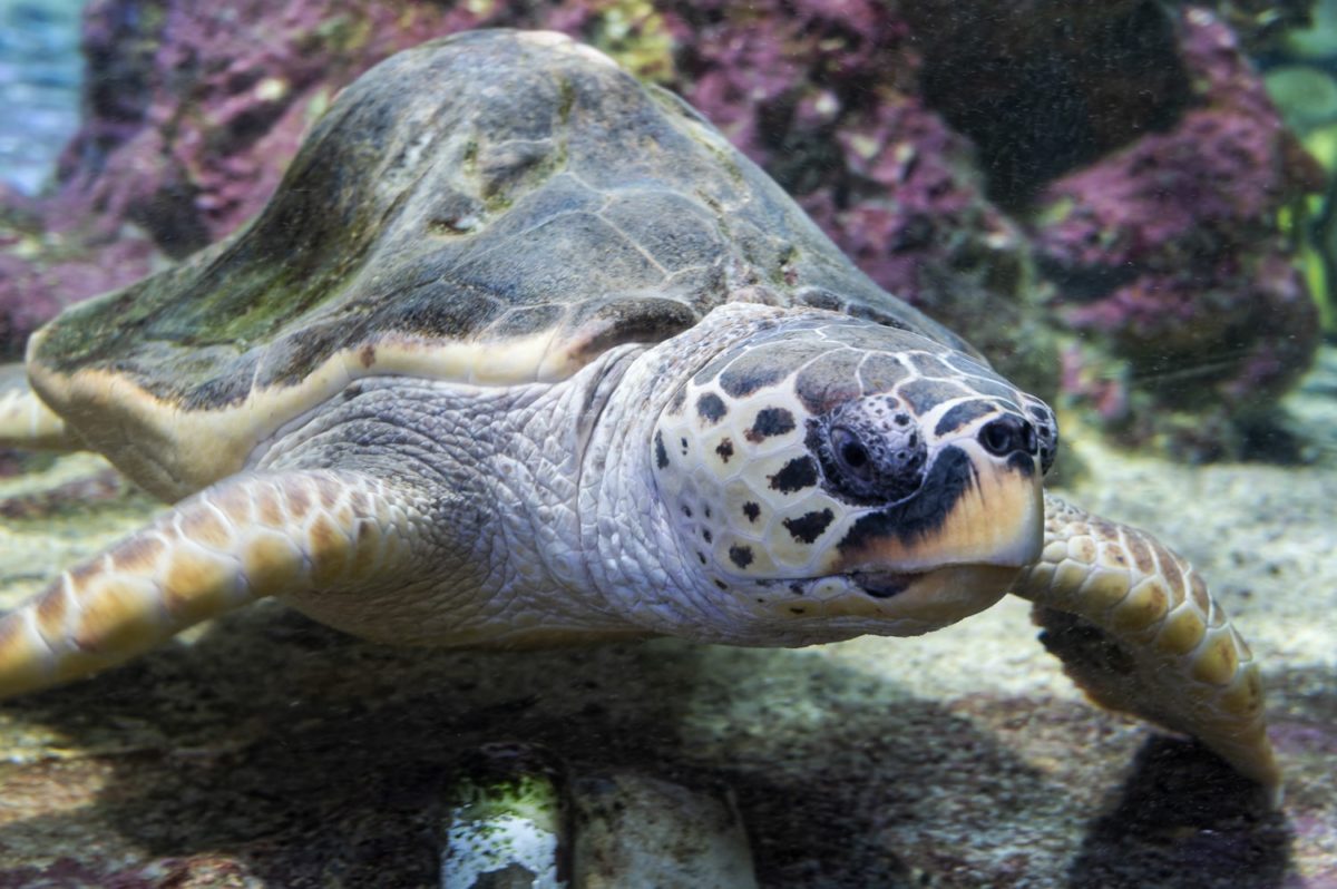 tortue Aquarium de Gênes