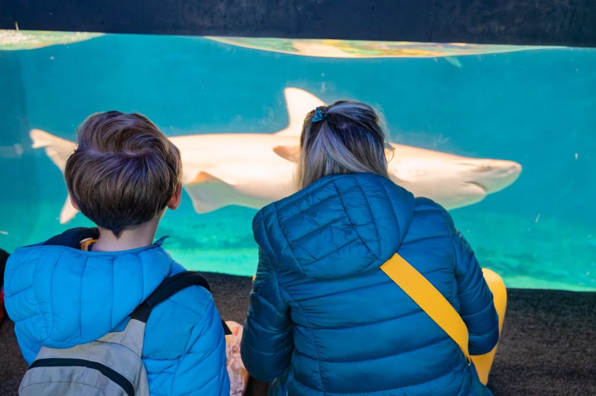 requin Aquarium de Gênes