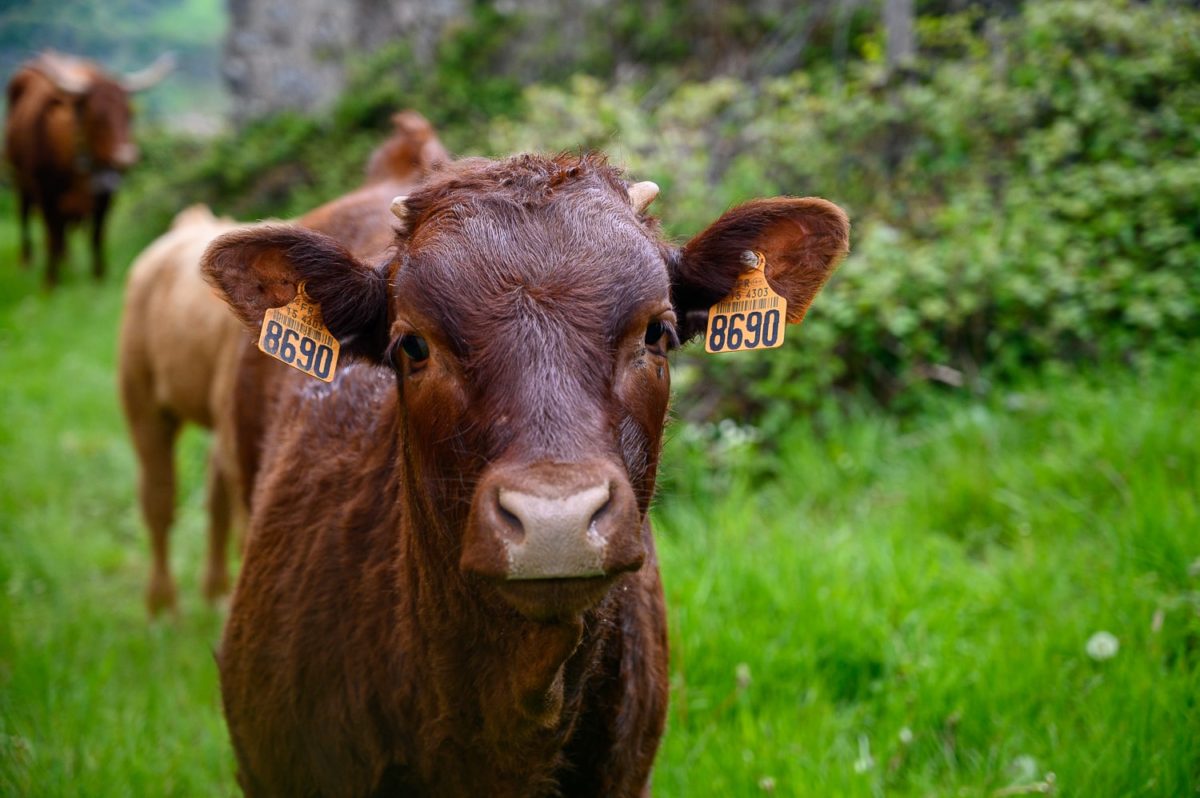 vache sur GR400