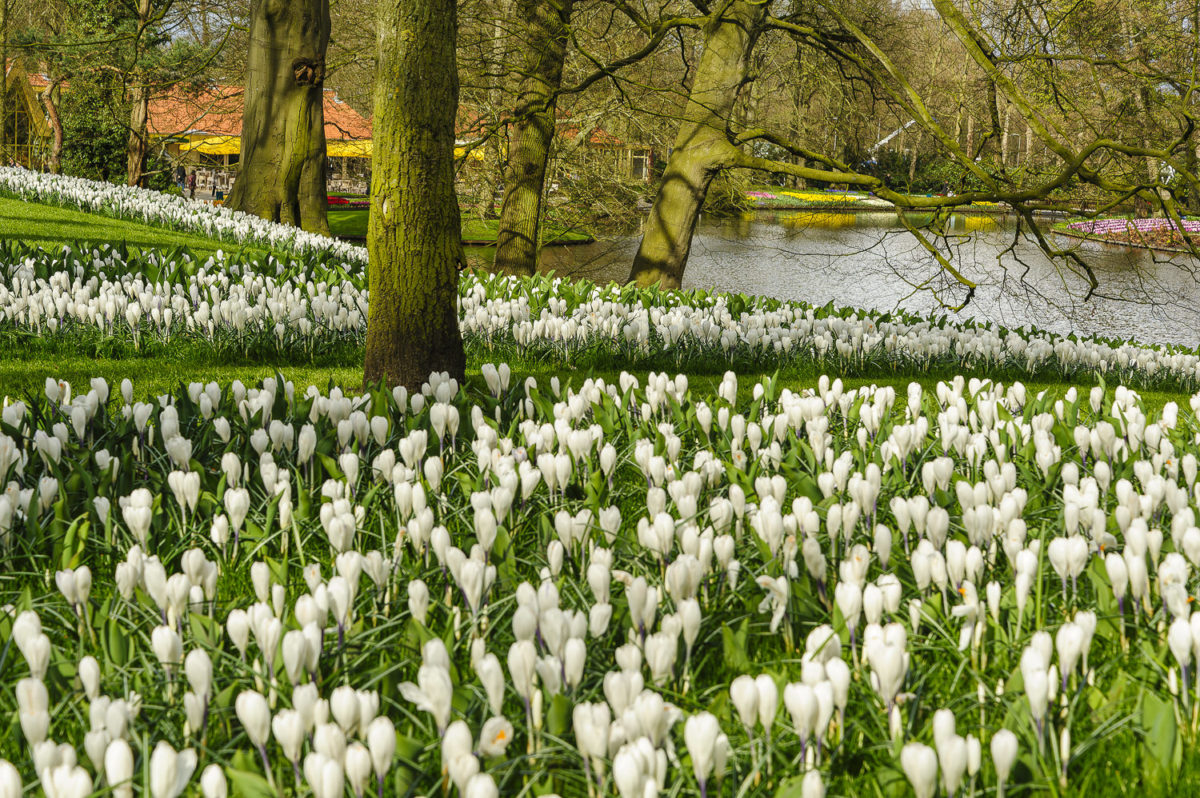 Les allées du parc du Keukenhof