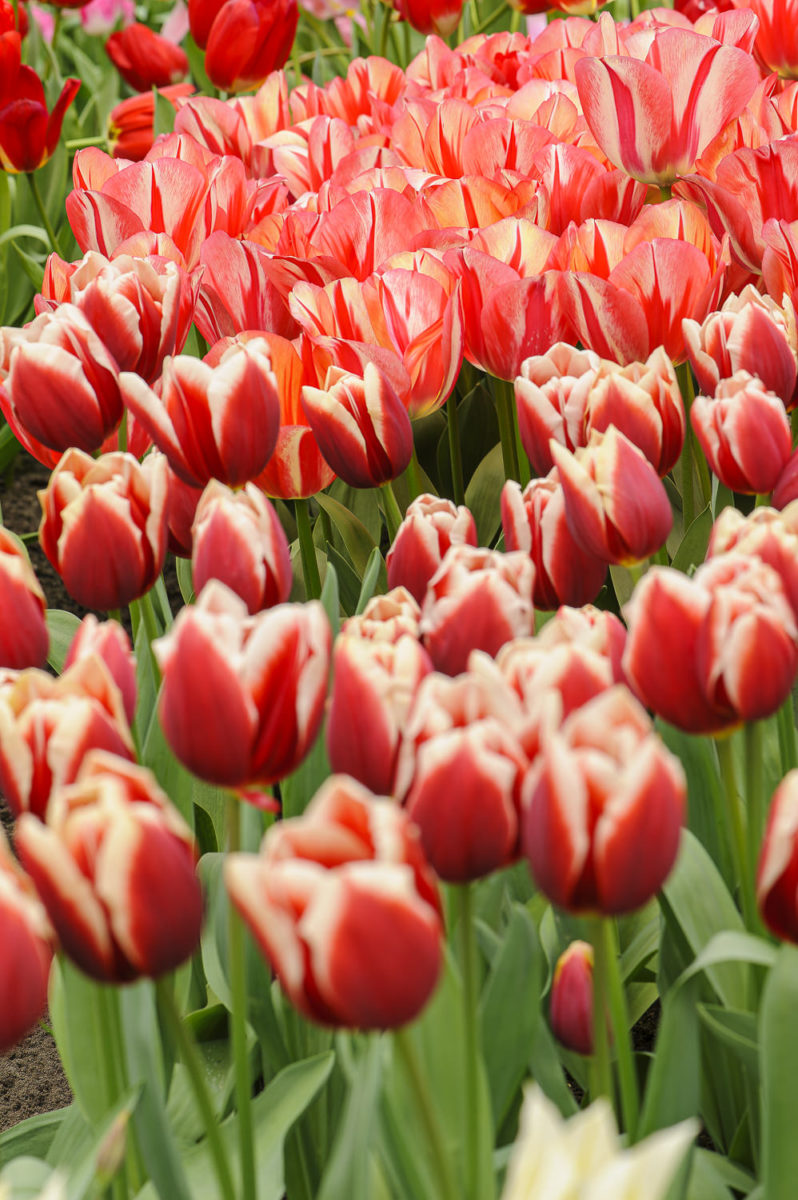 Tulipes dans le parc du Keukenhof